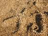 «Золотой пляж» ТОК - предварительное фото Песок