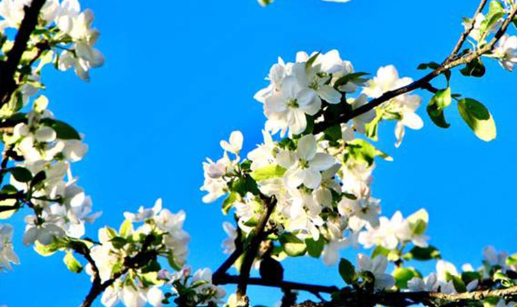 Фото отеля («Кветки яблыни» пансионат) - цветение яблонь