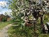 «Кветки яблыни» пансионат - предварительное фото Сад