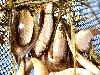 «Кветки яблыни» пансионат - предварительное фото улов рыба