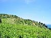 «Аннигора» вилла - предварительное фото Вид с террасы на виноградники